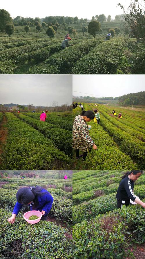 武汉品茶_武汉品茶外卖工作室_武汉品茶海选